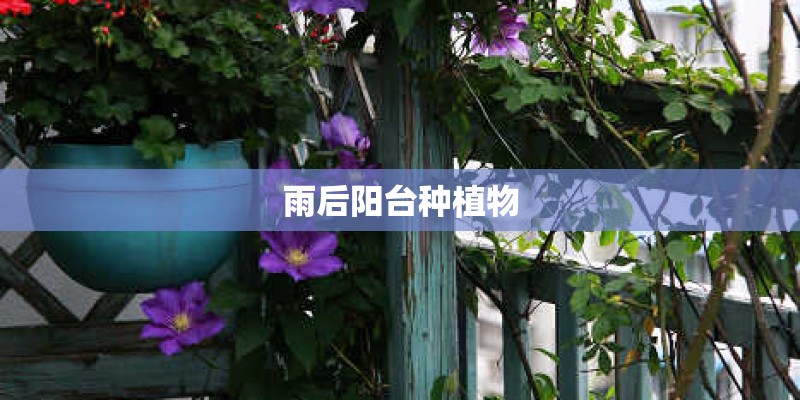 雨后阳台种植物 雨后阳台种植物