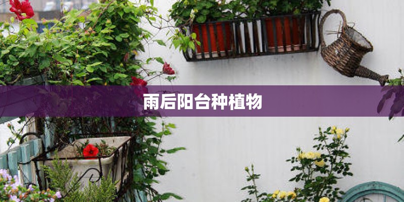 雨后阳台种植物 雨后阳台种植物