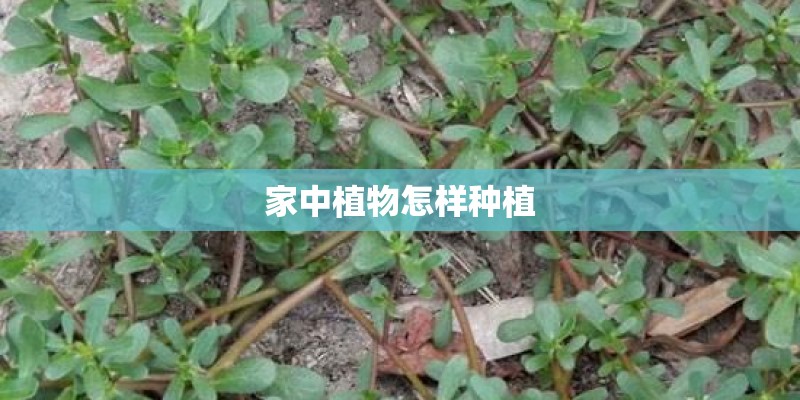 家中植物怎样种植 家中植物怎样种植