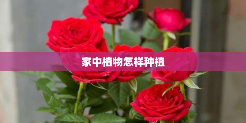 家中植物怎样种植 家中植物怎样种植