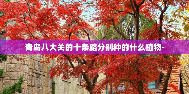 青岛八大关的十条路分别种的什么植物- 青岛八大关的十条路分别种的什么植物-