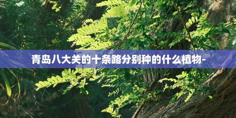 青岛八大关的十条路分别种的什么植物- 青岛八大关的十条路分别种的什么植物-