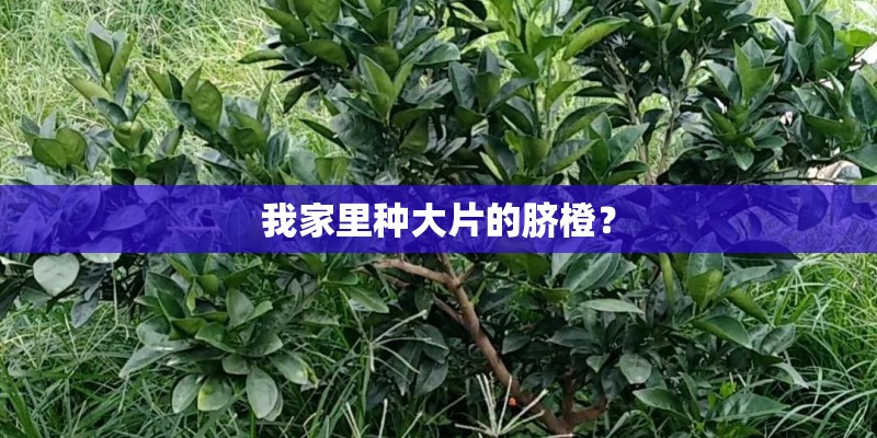 我家里种大片的脐橙？
