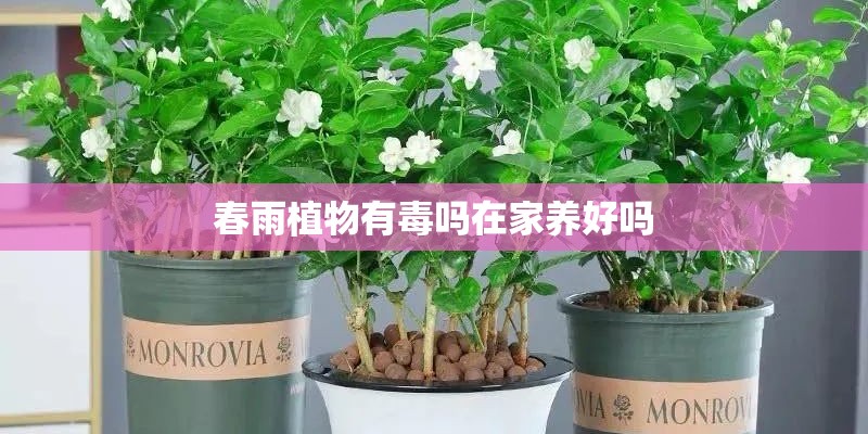 春雨植物有毒吗在家养好吗