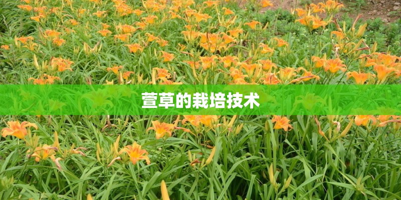 萱草的栽培技术