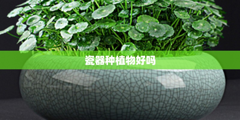 瓷器种植物好吗