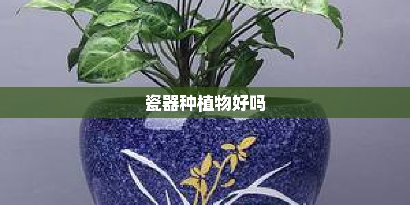 瓷器种植物好吗