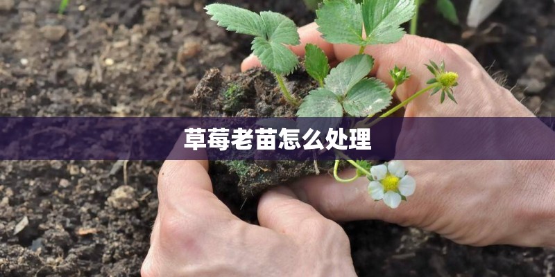 草莓老苗怎么处理 草莓老苗怎么处理
