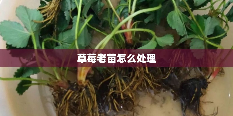草莓老苗怎么处理 草莓老苗怎么处理