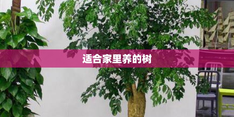 适合家里养的树 适合家里养的树