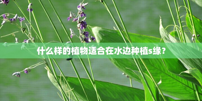 什么样的植物适合在水边种植s缘? 什么样的植物适合在水边种植s缘?
