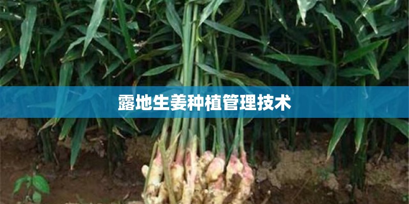 露地生姜种植管理技术