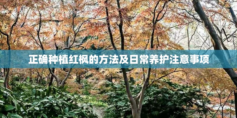 正确种植红枫的方法及日常养护注意事项 正确种植红枫的方法及日常养护注意事项