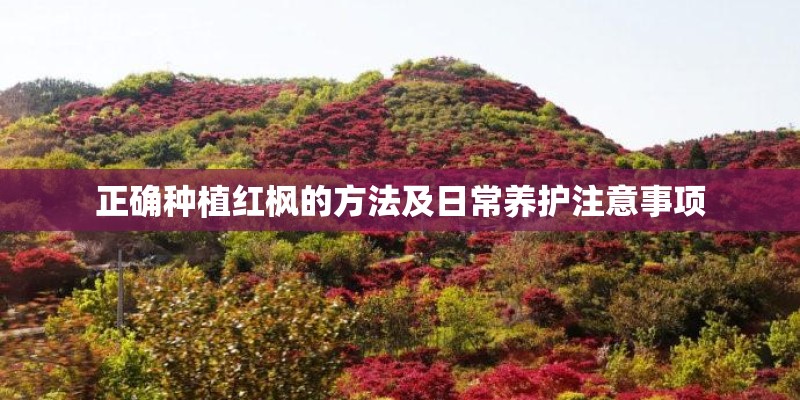 正确种植红枫的方法及日常养护注意事项 正确种植红枫的方法及日常养护注意事项