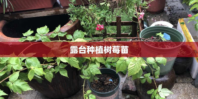 露台种植树莓苗 露台种植树莓苗