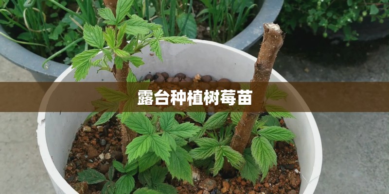 露台种植树莓苗 露台种植树莓苗
