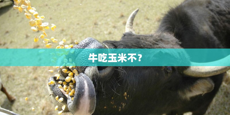 牛吃玉米不? 牛吃玉米不?