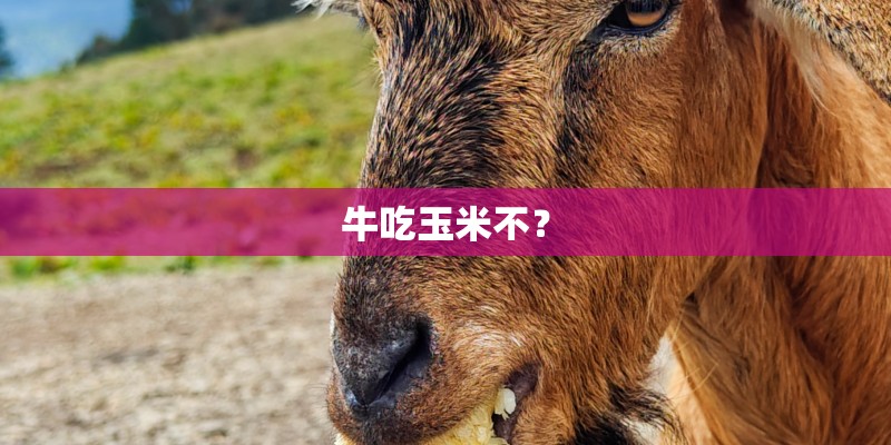 牛吃玉米不? 牛吃玉米不?