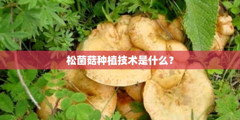 松菌菇种植技术是什么? 松菌菇种植技术是什么?