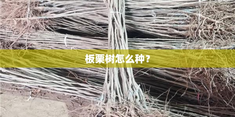 板栗树怎么种? 板栗树怎么种?