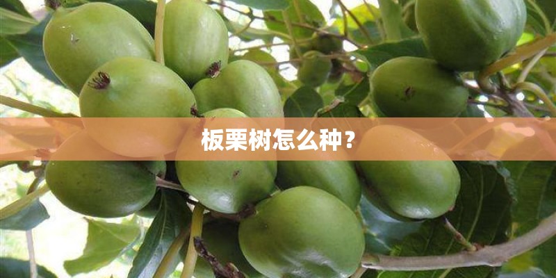 板栗树怎么种? 板栗树怎么种?