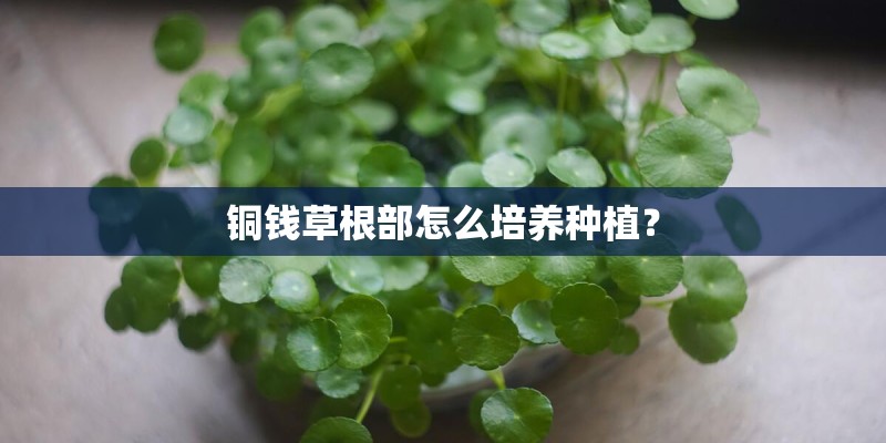 铜钱草根部怎么培养种植？